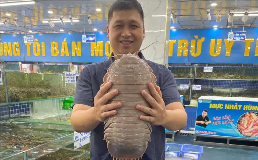 اكتشاف حشرة بحرية عملاقة تشبه "دارث فيدر" قبالة سواحل فيتنام